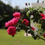 Villa Soleares - Residencia La Dehesa 15