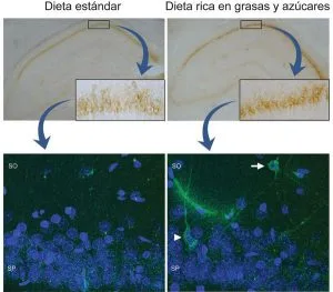 dieta-alzheimer-sf-1024x896